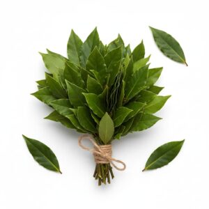 Folha de Louro